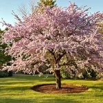 Cet arbre pousse aussi vite que le bambou et sa floraison spectaculaire fait toute la différence