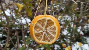 Je l’ai posée hier, ils sont venus dès ce matin : cette mangeoire maison à faire en 5 minutes attire tous les oiseaux