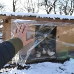 Pourquoi de plus en plus d’éleveurs installent un rideau dans leur poulailler en hiver (et ce que ça change vraiment pour la qualité de leurs œufs)