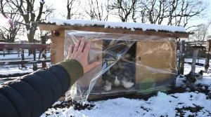 Pourquoi de plus en plus d’éleveurs installent un rideau dans leur poulailler en hiver (et ce que ça change vraiment pour la qualité de leurs œufs)