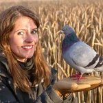 Pourquoi la palombe se porte-t-elle si bien aujourd’hui dans nos campagnes ?