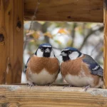 À quel moment faut-il vraiment arrêter de nourrir les oiseaux du jardin ?