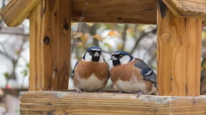 À quel moment faut-il vraiment arrêter de nourrir les oiseaux du jardin ?
