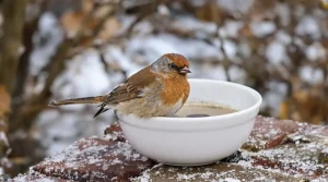 Rouges-gorges : ces deux aliments tout simples au jardin cet hiver les font revenir encore et encore chez vous