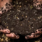 Sol vivant : pourquoi ce sol actif et fertile change tout pour votre jardin potager