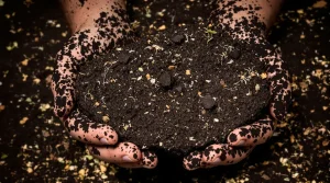 Sol vivant : pourquoi ce sol actif et fertile change tout pour votre jardin potager