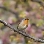 8 arbres fruitiers hybrides à fleurs, encore rares, qui attirent une foule d’oiseaux sans mangeoires