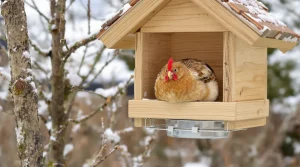 Attention, vos oiseaux sont en danger : pourquoi glisser un savon dans une chaussette peut les sauver