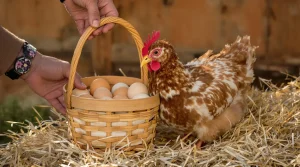 Boostez la ponte de vos poules avec ces astuces simples, prouvées et très efficaces