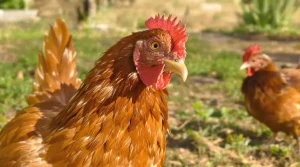 « Elles peuvent encore pondre 1.000 œufs sur 3 ou 4 ans » : 700 poules à sauver de l’abattoir dans les Deux-Sèvres