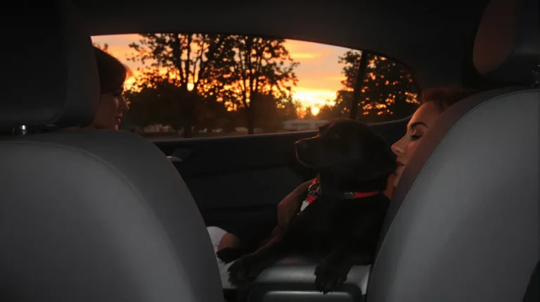 En voyant une chienne et ses 2 chiots sur la route, une automobiliste ressent « un besoin irrésistible de revenir »