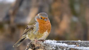 Espérance de vie du rouge-gorge : voici combien de temps ce petit oiseau vit vraiment