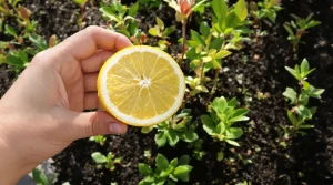 Ils transforment votre jardin en litière : essayez ces deux fruits méconnus dès aujourd’hui
