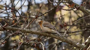 La présence d&rsquo;un écureuil roux révèle que votre jardin devient une véritable mini-forêt vivante