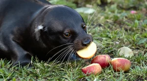 Les jardiniers sont invités à laisser ces deux fruits sur les pelouses et mangeoires en mars