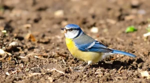 Mars est le moment clé : plantez cette fleur et les oiseaux vont affluer au jardin