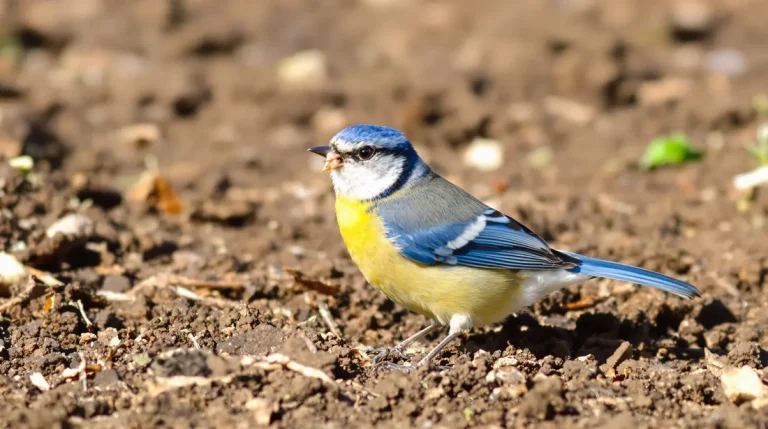 Mars est le moment clé : plantez cette fleur et les oiseaux vont affluer au jardin