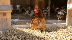 Mes poules mangent leurs propres œufs : pourquoi elles font ça et comment réagir