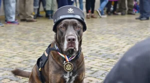 Owen, le chien gendarme, médaille d’honneur du colonel pour son incroyable flair