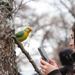 Perruches vertes : d'où viennent ces oiseaux exotiques qui ont colonisé Paris et toute l'Île-de-France ?