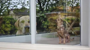 Relâché dans la forêt, cet écureuil revient chaque matin jouer à la fenêtre avec sa meilleure amie canine
