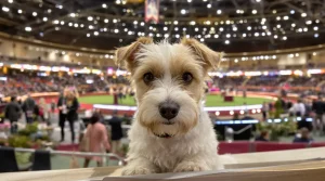 Salon de l'agriculture : la chienne Tempête du Magny frôle le podium après une prestation remarquée