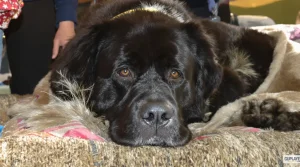 Salon de l&rsquo;Agriculture : un Dogue du Tibet mayennais sacré champion de France vise le Concours général
