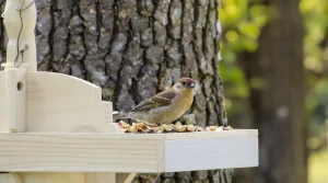 Si un écureuil roux traverse votre jardin, c&rsquo;est qu&rsquo;il est devenu un vrai refuge, ne le chassez plus
