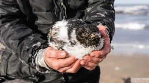 Tempêtes hivernales : une dizaine de macareux moines soignés reprennent enfin leur envol au Pays basque
